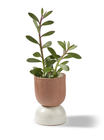 Kooish product image