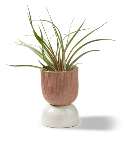Kooish product image