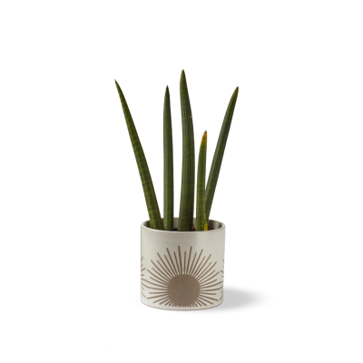 Kooish product image