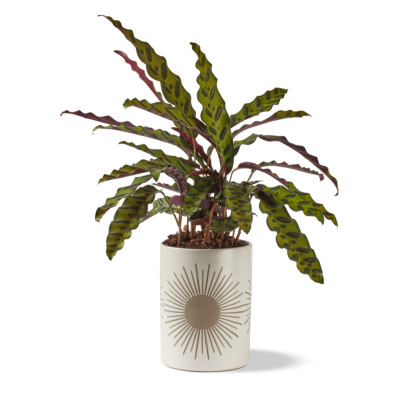 Kooish product image