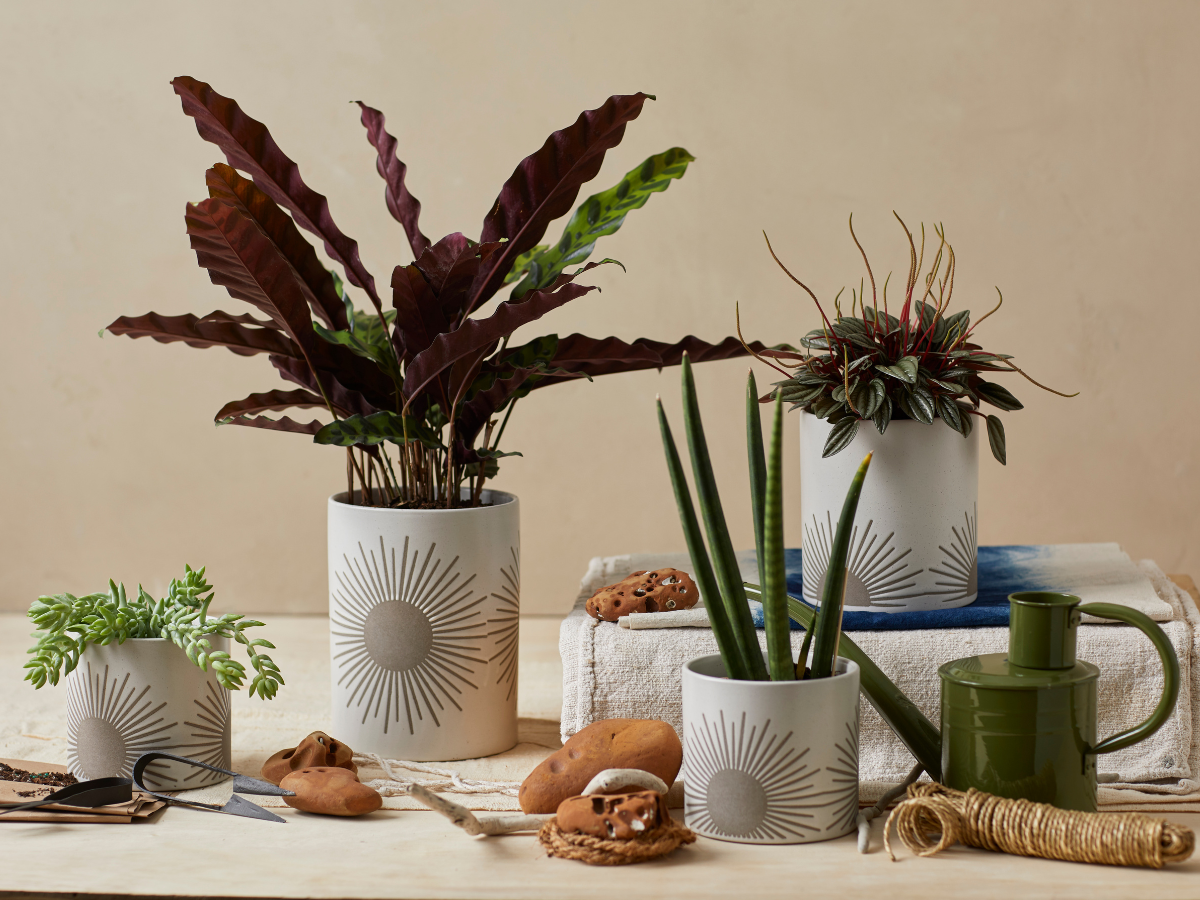 Kooish product image