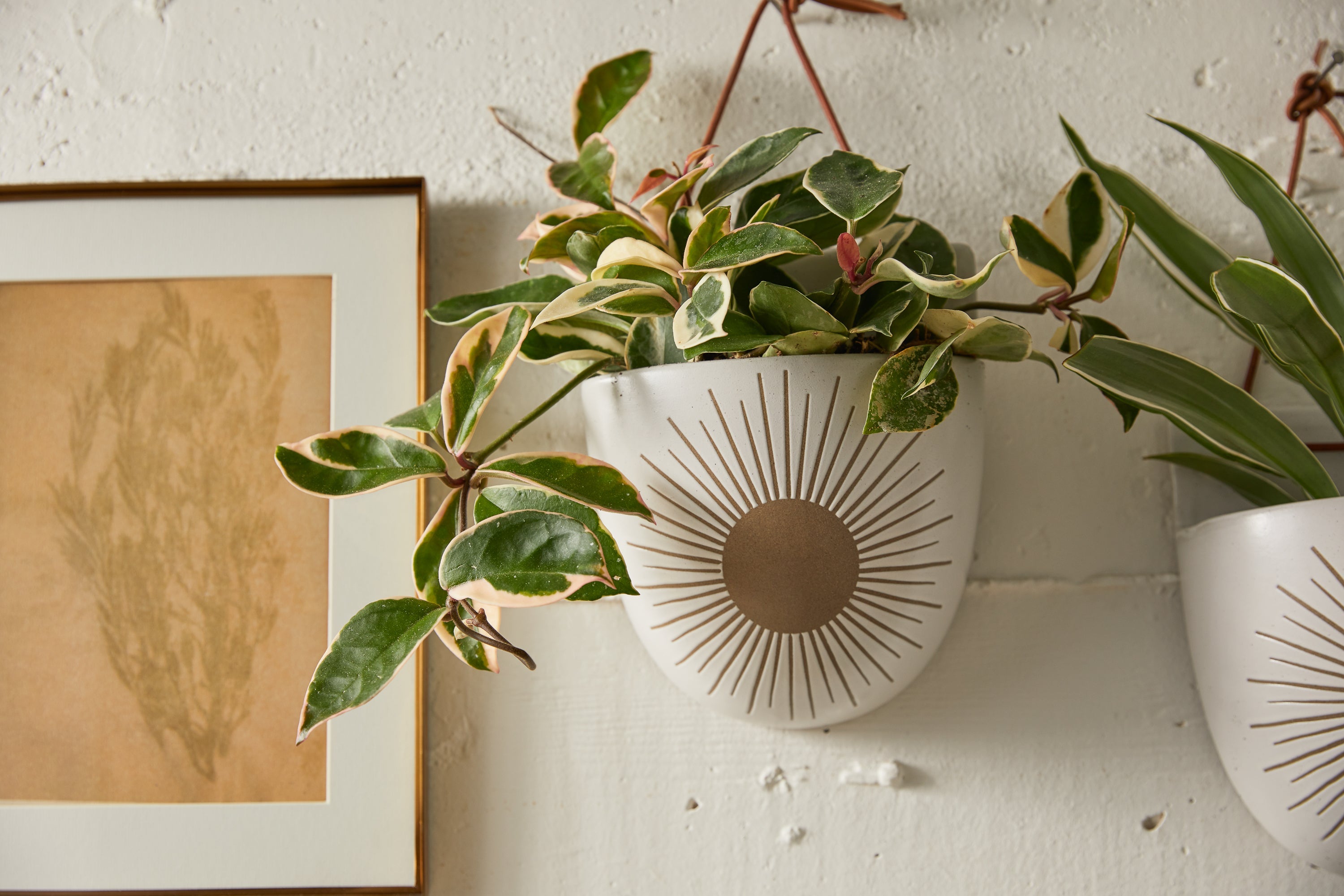 Kooish product image
