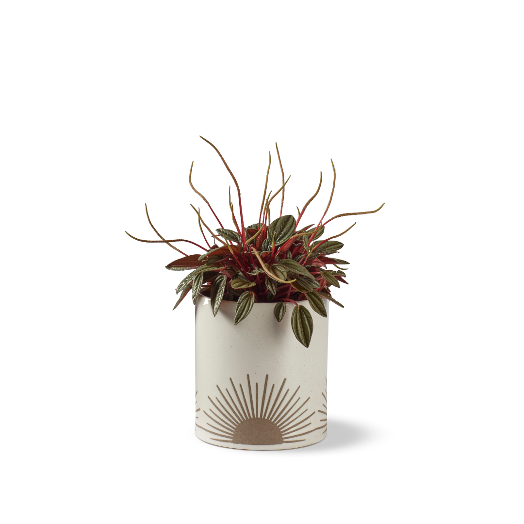 Kooish product image