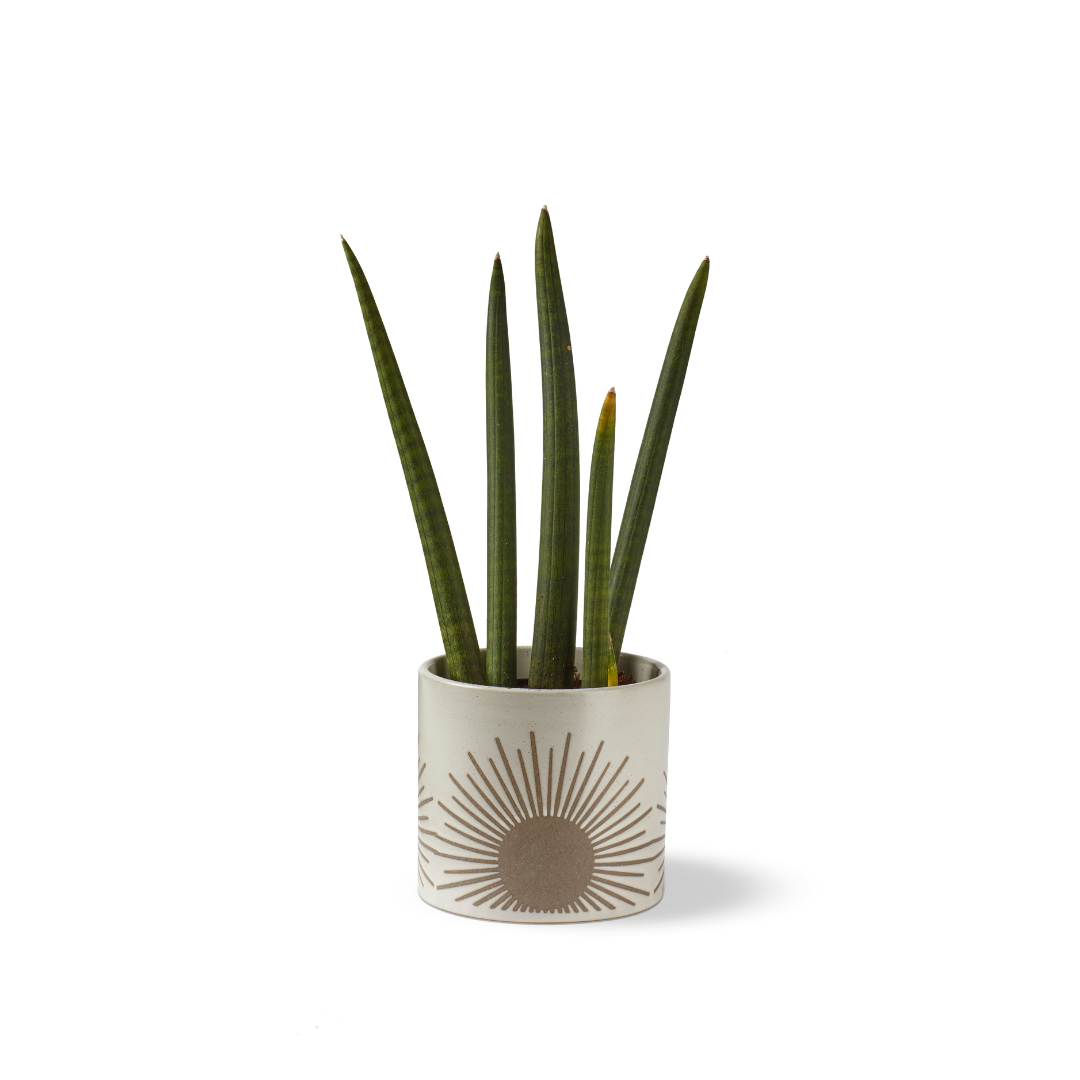 Kooish product image